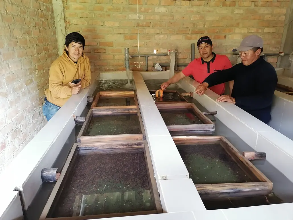 Innovación en Nutrición con Harina de Lombriz y Re-incubación