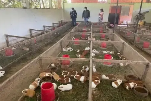 Mejoramiento de la Cadena Productiva de Cuyes
